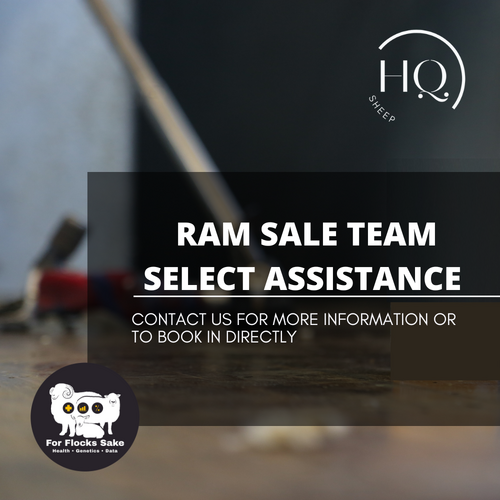 Ram Sale Team Assist