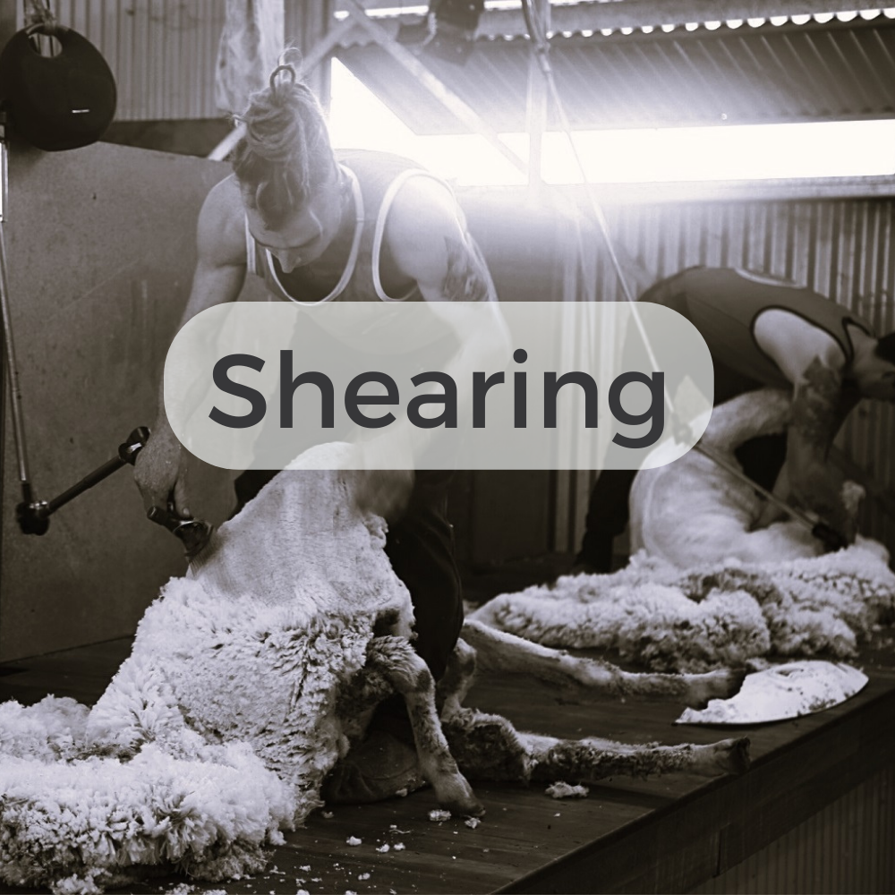 Shearing